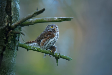 Eurasian Pygmy-Owl - Glaucidium passerinum sitting on the branch with the prey in the forest in summer. Small european owl with the green background