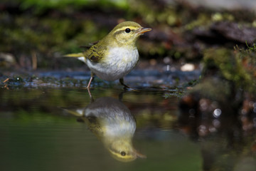 Icterine Warbler, Hippolais icterina in the wild nature on a green background.