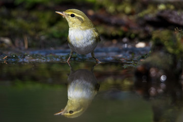 Icterine Warbler, Hippolais icterina in the wild nature on a green background.
