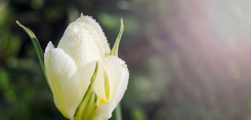 Fototapeta na wymiar Background banner with copy space. White tulip with dew drops close-up on a green background with the sun. Birthday Card, Mother's Day.