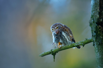 Eurasian Pygmy-Owl - Glaucidium passerinum sitting on the branch with the prey in the forest in summer. Small european owl with the green background
