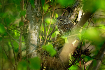 Eurasian Pygmy-Owl - Glaucidium passerinum sitting on the branch with the prey in the forest in summer. Small european owl with the green background