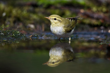 Icterine Warbler, Hippolais icterina in the wild nature on a green background.
