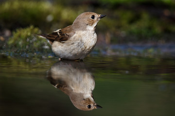 The spotted flycatcher is a small passerine bird in the Old World flycatcher family.
