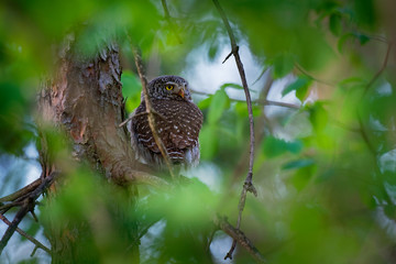 Eurasian Pygmy-Owl - Glaucidium passerinum sitting on the branch with the prey in the forest in summer. Small european owl with the green background