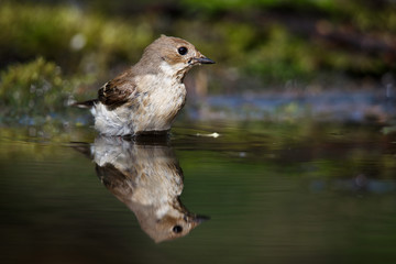 The spotted flycatcher is a small passerine bird in the Old World flycatcher family.