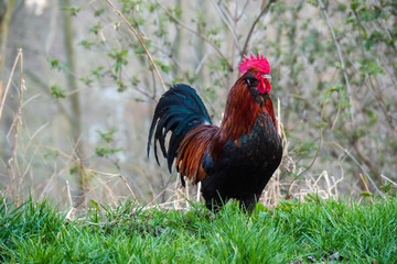 Brown-red Marans rooster with beautiful feathers stands on a green meadow, side view, rooster looks to the left, in the sunset, by day