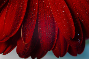 Dark royal red flower on white background