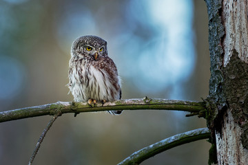 Eurasian Pygmy-Owl - Glaucidium passerinum sitting on the branch with the prey in the forest in summer. Small european owl with the green background