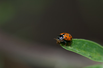 Adonis ladybird Hippodamia variegata on a leaf. Integral Natural Reserve of Inagua. Gran Canaria. Canary Islands. Spain.