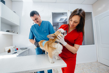 In a modern veterinary clinic, a thoroughbred Corgi dog is examined. Veterinary clinic