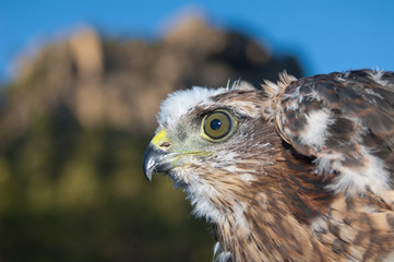 Chick of Eurasian sparrowhawk Accipiter nisus granti. Tejeda. Gran Canaria. Canary Islands. Spain.