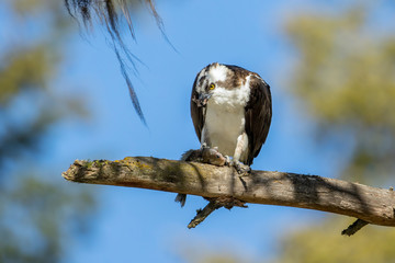 Osprey tears a chunk out of the fish.