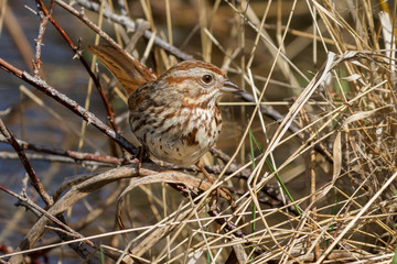Fototapeta premium Song sparrow perched on a twin.