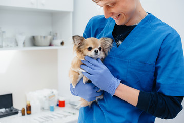 In a modern veterinary clinic, a thoroughbred Chihuahua is examined and treated on the table. Veterinary clinic