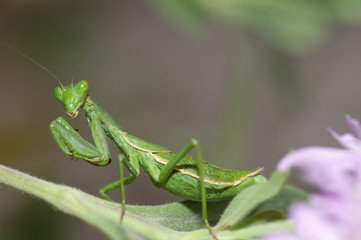 Praying mantis (Pseudoyersinia subaptera). Integral Natural Reserve of Inagua. Gran Canaria. Canary Islands. Spain.