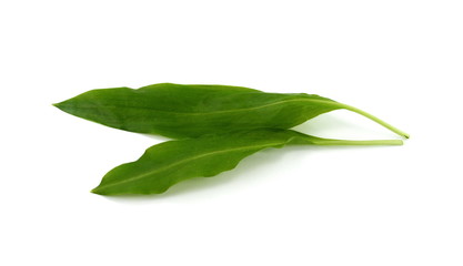 Fototapeta premium Ramsons (Wild Garlic) isolated on a white background. 