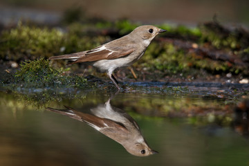 The spotted flycatcher is a small passerine bird in the Old World flycatcher family.
