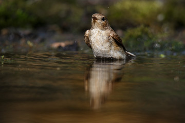 The spotted flycatcher is a small passerine bird in the Old World flycatcher family.