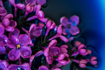 Lilac flower closeup on dark background. Macro lilac branch in dark blue water. Bushes Flowers in Low Key. Purple spring blossom of syringa. Beautiful bouquet of spring lilac. Selective focus.