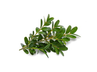 Boxwood branch on a white background isolated. © Sanja