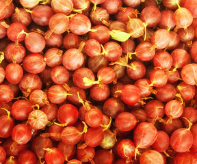 The whole frame is filled with argus. Summer harvest of ripe red gooseberries. Picture taken in Ukraine, Kiev region. Horizontal frame. Color photo.
