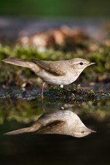 The spotted flycatcher is a small passerine bird in the Old World flycatcher family.