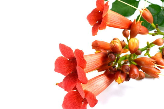 Red flowers of trumpet creeper climber vine - Campsis radicans isolated on white background. Campsis radicans flowers (trumpet vine or trumpet creeper) in family Bignoniaceae.