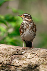 A mavis sits on a branch of a bush