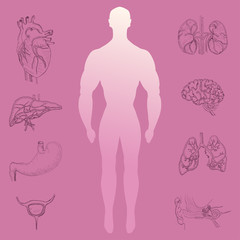 Human Silhouette and Group of Hand Drawn Organs