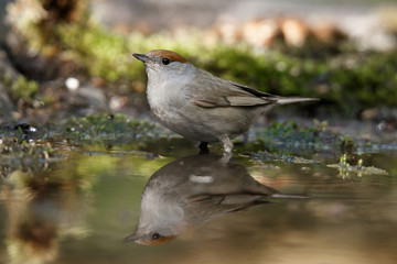Eurasian Blackcap, Sylvia atricapilla. Identification: Grayish brown upper parts female is reddish brown.