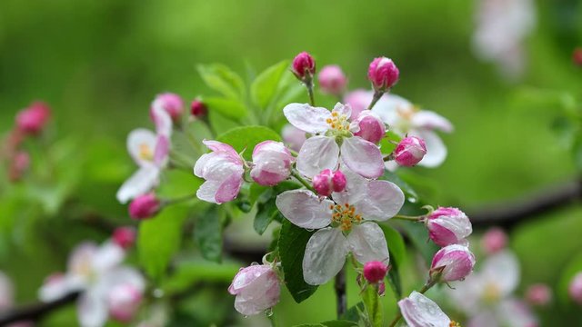 4k Movie Of Apple Flowers Blooming An Moving In The Wind With Rain.