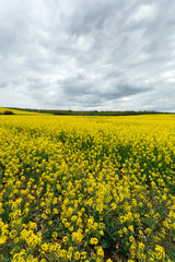Fototapeta premium Rapeseed field under cloudy sky