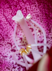 Bright gloxinia bud