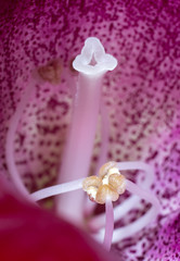 Bright gloxinia bud