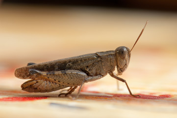 Canarian grasshopper Calliptamus plebeius. Cruz de Pajonales. Tejeda. Gran Canaria. Canary Islands. Spain.