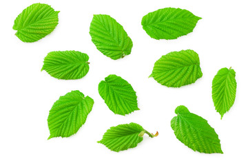 hazelnut leaves isolated on a white background. top view