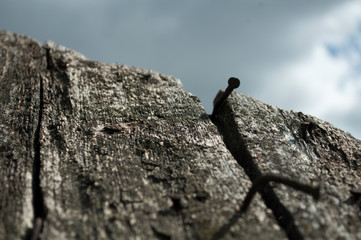 old rotten planks on a sunny day, background, prospect