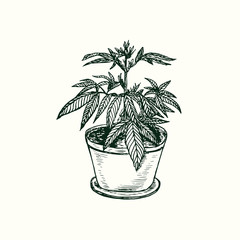 Marijuana plant growing in pot isolated, outline simple doodle drawing, gravure style