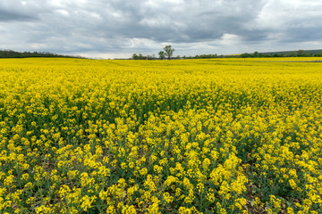 Obraz premium Rapeseed field under cloudy sky