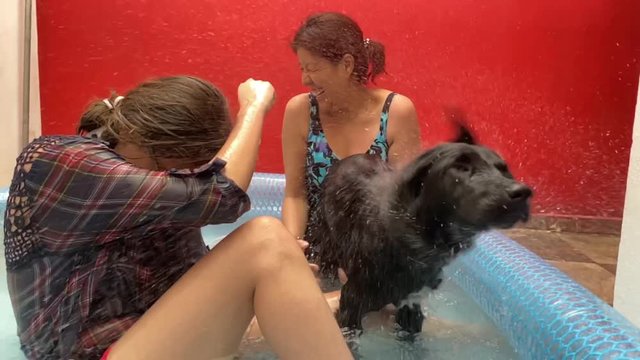family in portable pool, bathes the dog, the dog shakes and wets the family, slow motion