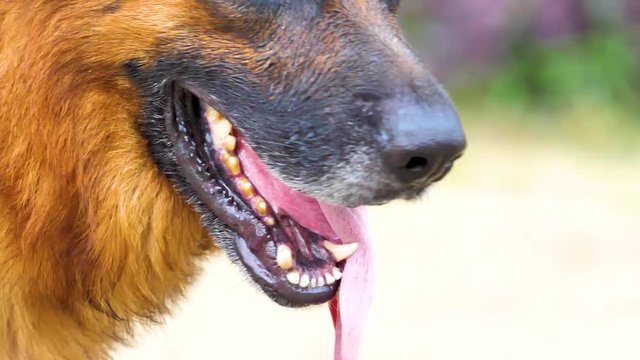big close up portrait of a german shepherd