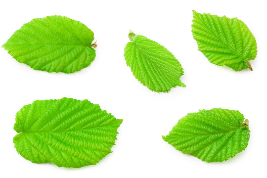 hazelnut leaves isolated on a white background. top view