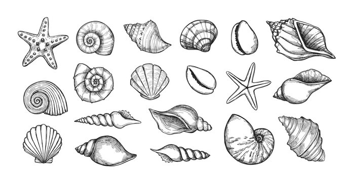 Hand drawn vector illustrations. Marine background with seashells. Collection of shell, sink and starfish. Perfect for invitations, fabric, textile, linens, posters, prints, banners