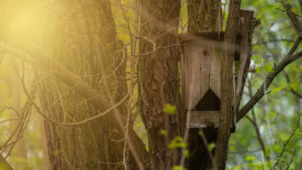 Birdhouse on a tree in the woods. The sun's rays light up the house