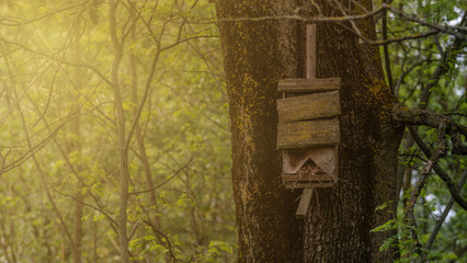 Birdhouse on a tree in the woods. The sun's rays light up the house