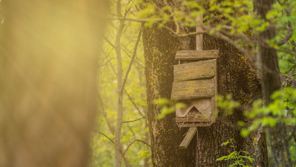 Birdhouse on a tree in the woods. The sun's rays light up the house
