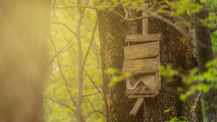Birdhouse on a tree in the woods. The sun's rays light up the house