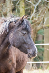 Fototapeta premium Black-brown horse standing on a pasture near the forest and looking sadly. Suitable for backgrounds
