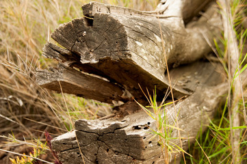 madera , tronco , naturaleza
